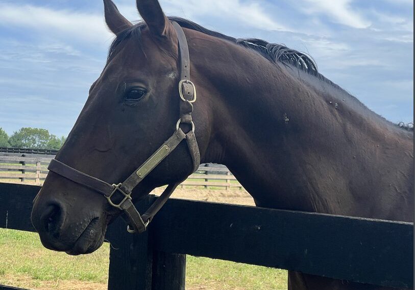 Get High, Watch A Documentary About Horses.